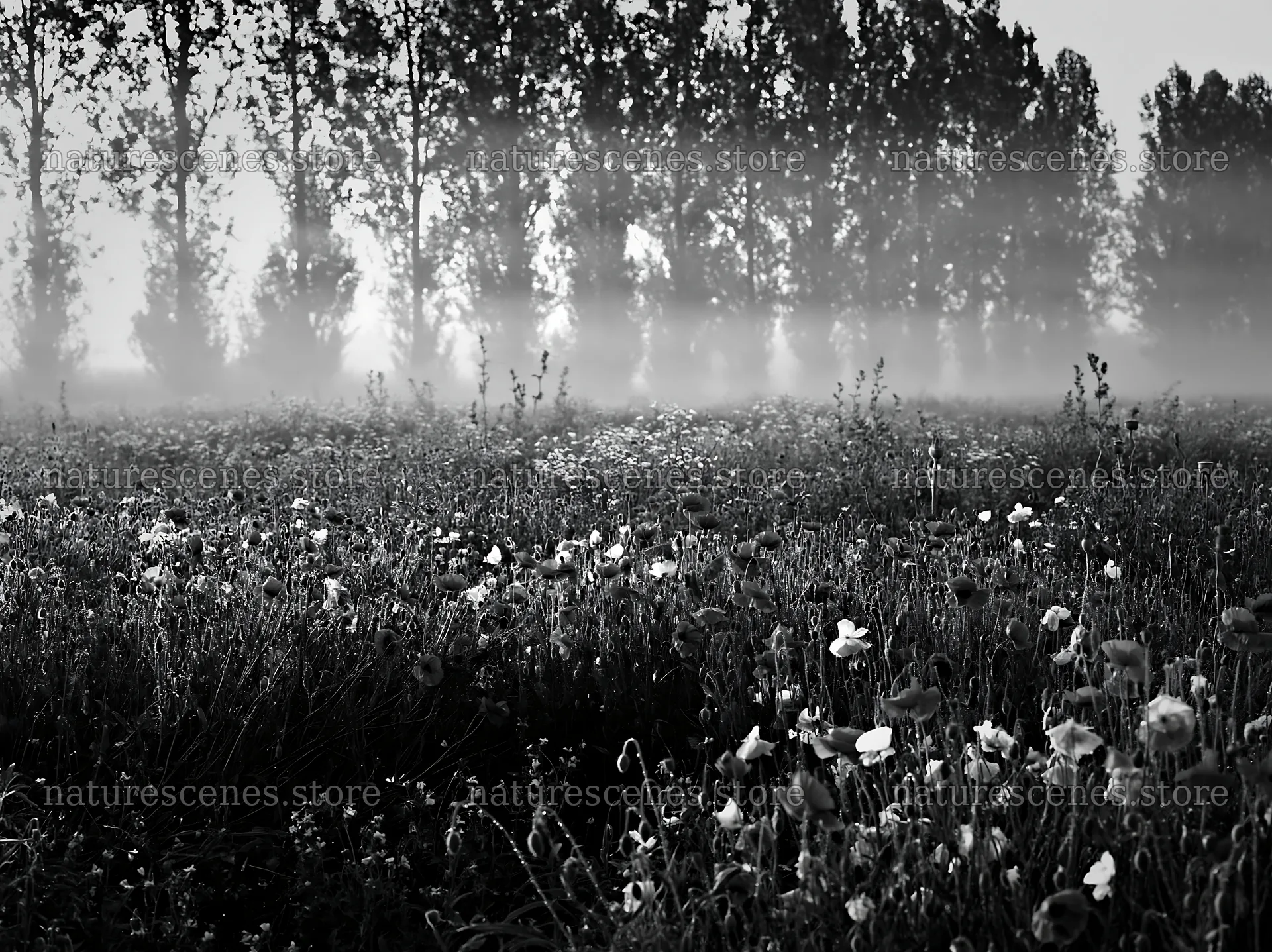 Colorful poppy meadow with trees and mist in the background – nature scenes 9174x6866