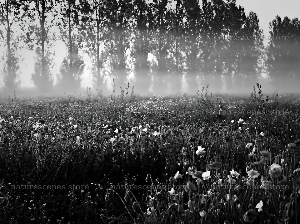 Colorful poppy meadow with trees and mist in the background – nature scenes 9174x6866