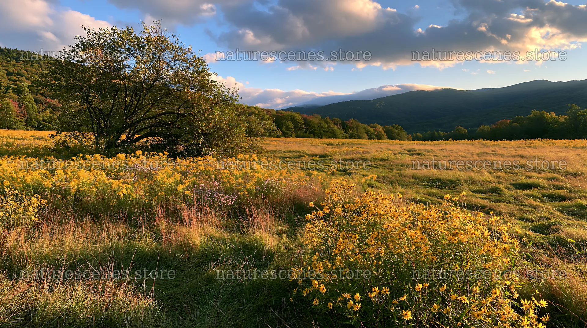 Autumn meadow with flowers and mountains in the background – nature scenes 10608x5938