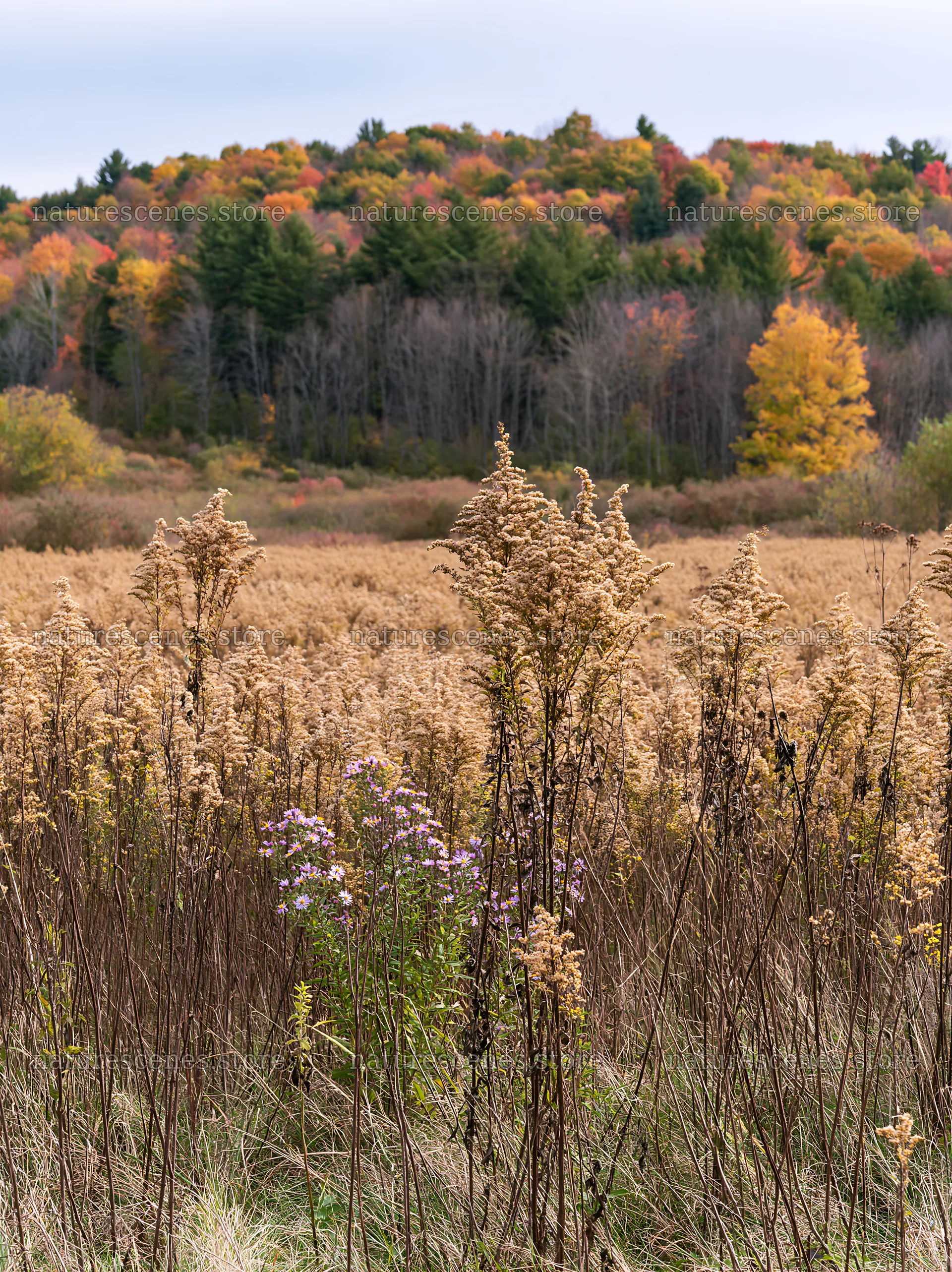 Seedhead meadow with autumn colors in the background – nature scenes 6866x9174