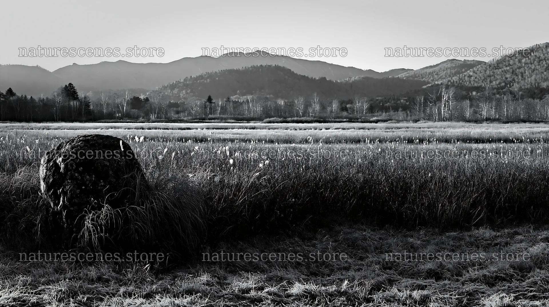 Aomori climate resilient meadow with boulder – nature scenes 10608x5938