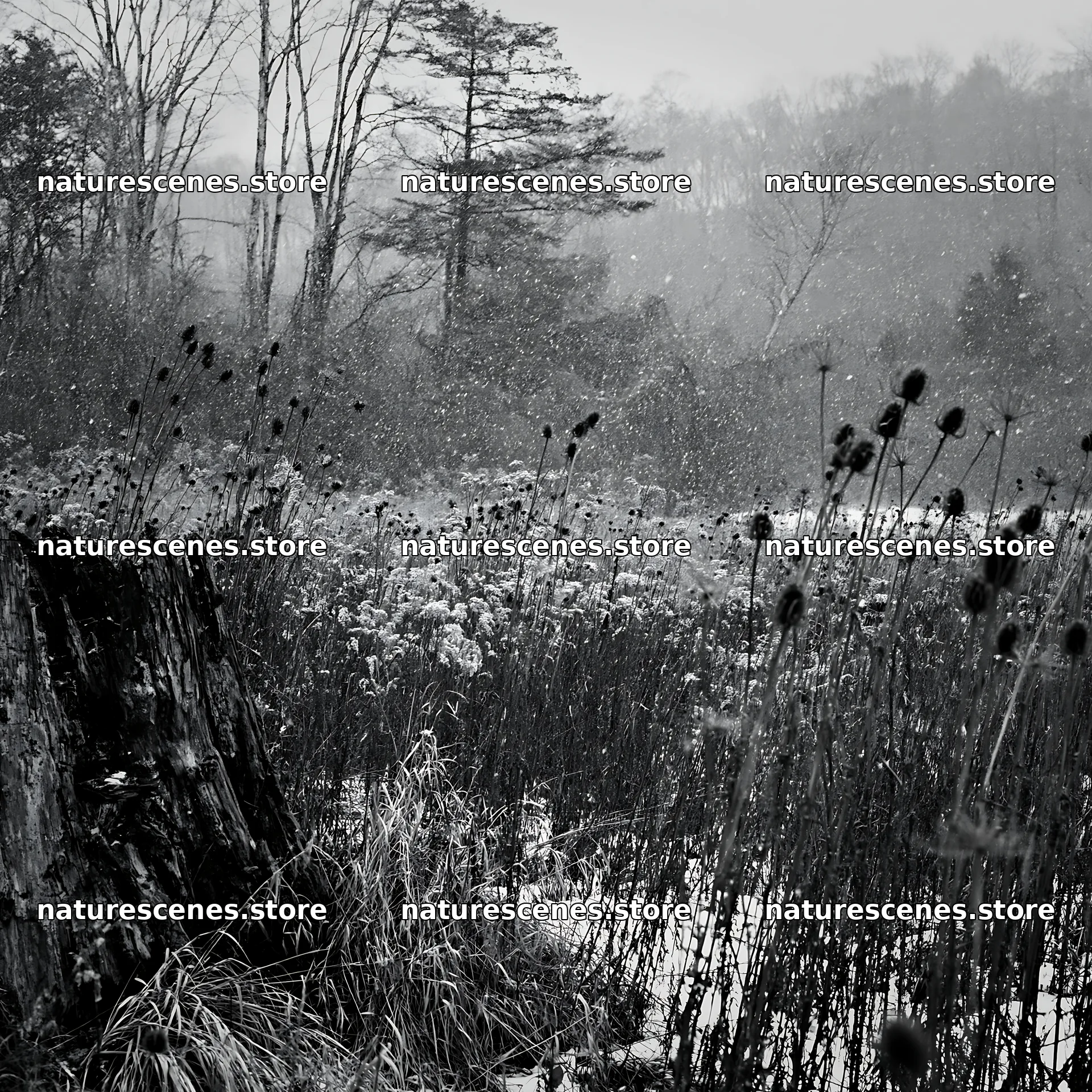 Fukushima native meadow with weathered stump – nature scenes 7938x7938