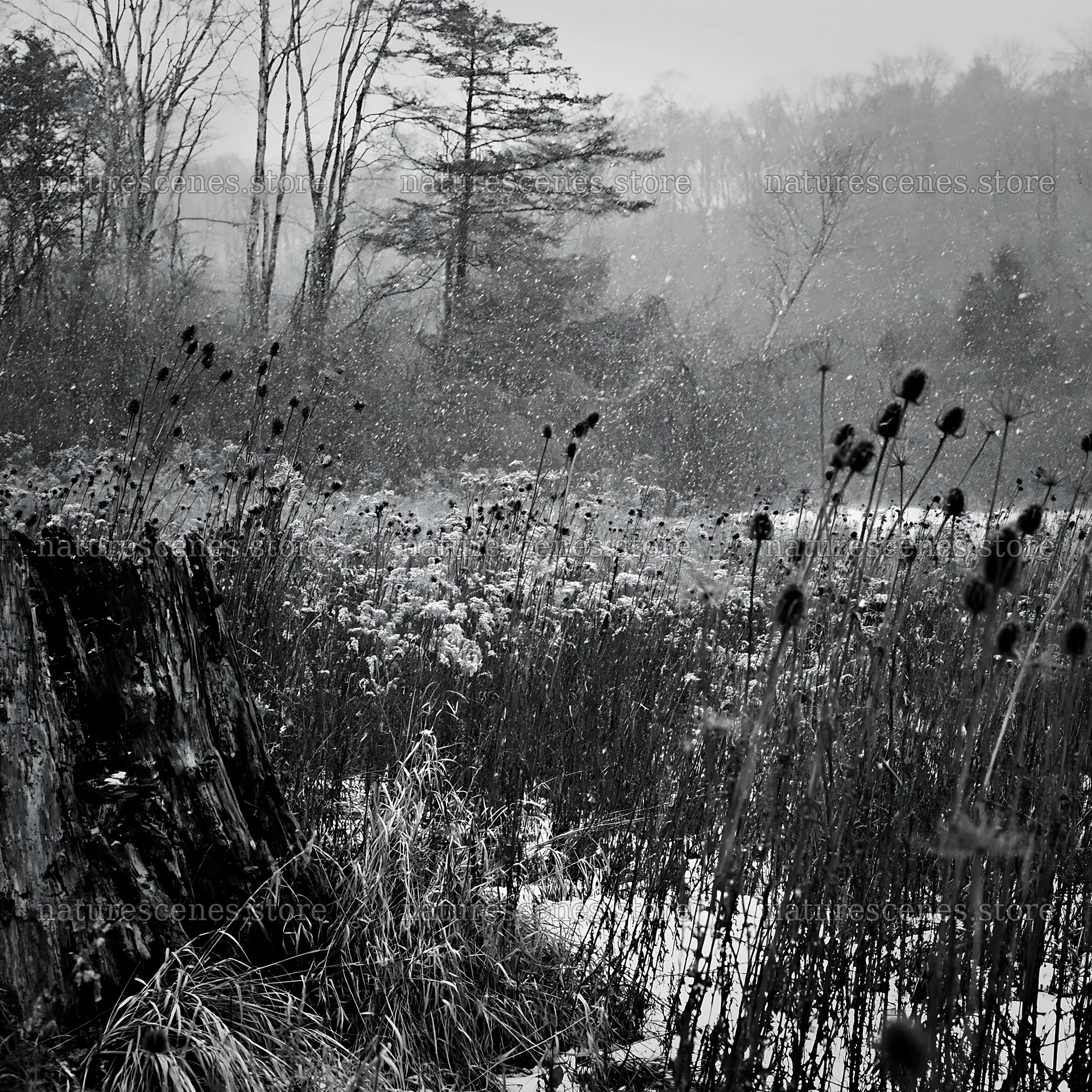 Fukushima native meadow with weathered stump – nature scenes 7938x7938