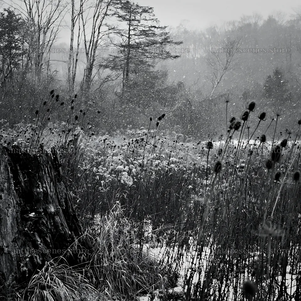 Fukushima native meadow with weathered stump – nature scenes 7938x7938