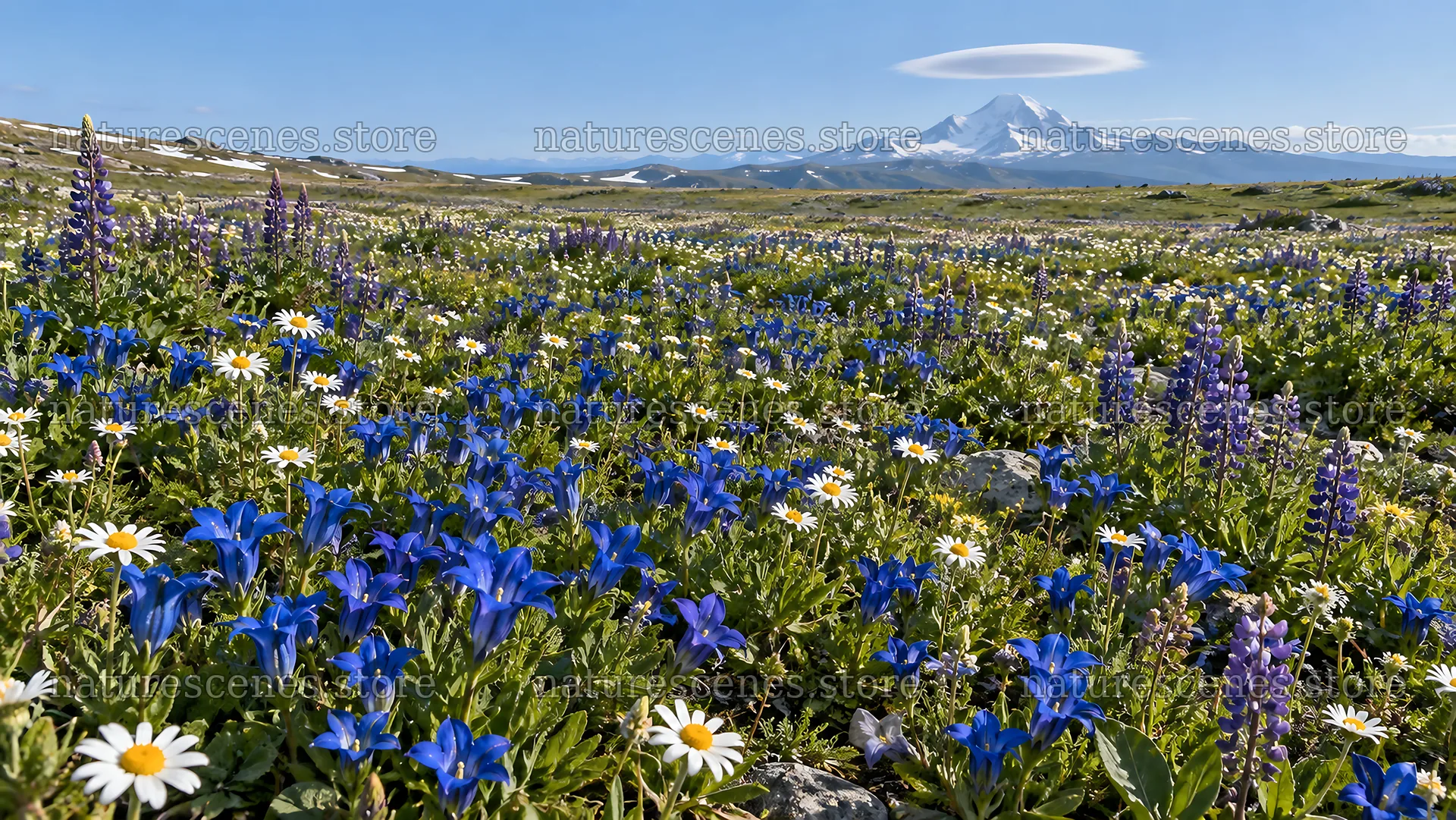 Wildflowers Across a Sunlit Mountain Meadow – nature scenes 10324x5812