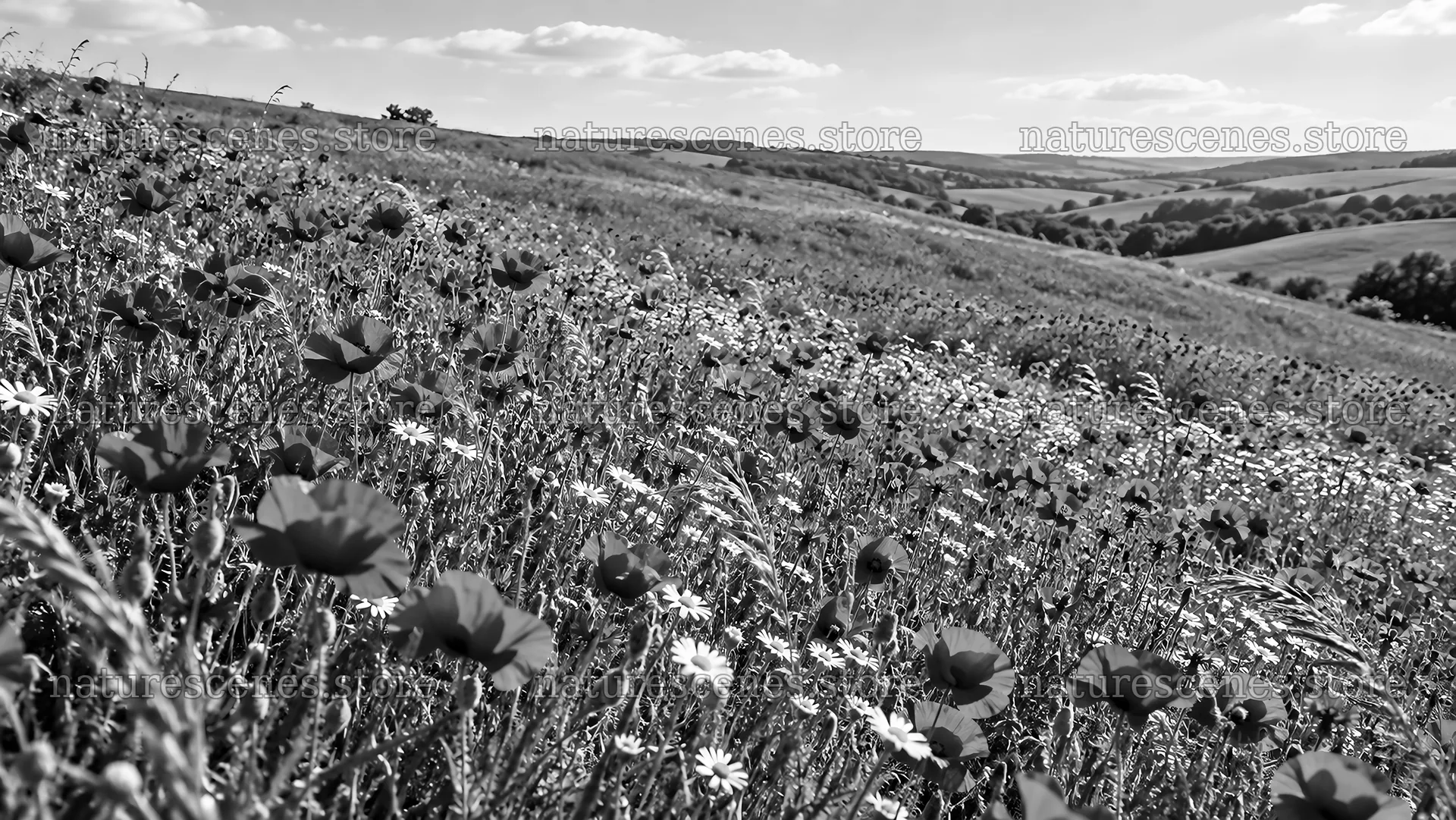Wildflower Meadow Across Rolling Hills – nature scenes 10324x5812