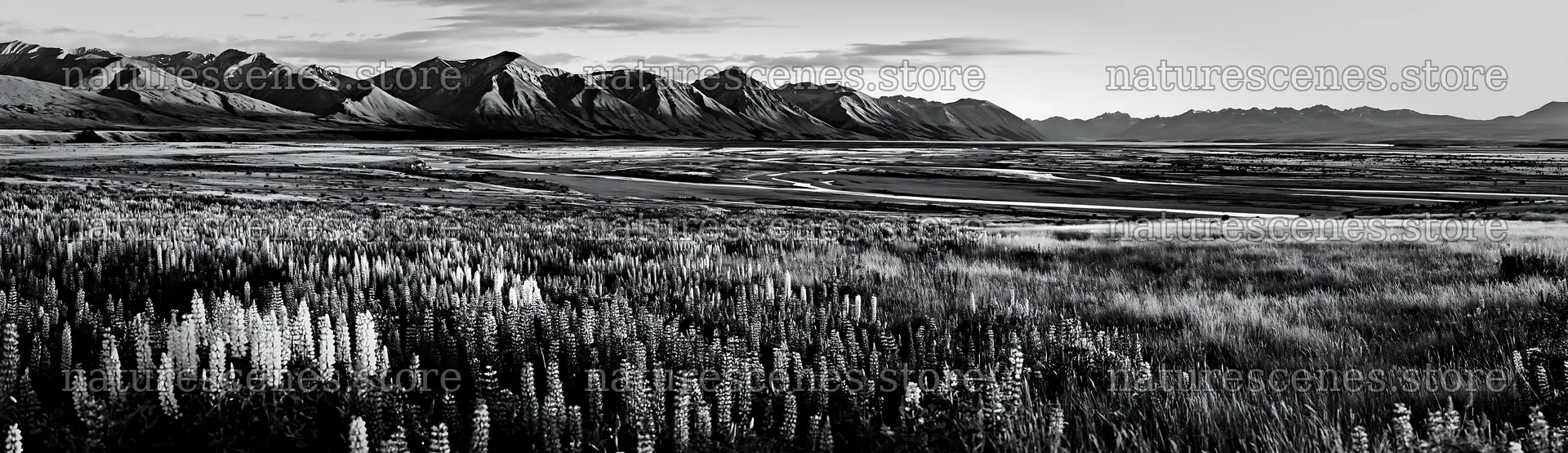 Lupin meadow with mountains in black and white landscape – nature scenes 14762x4268