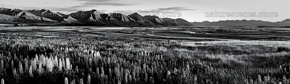 Lupin meadow with mountains in black and white landscape – nature scenes 14762x4268