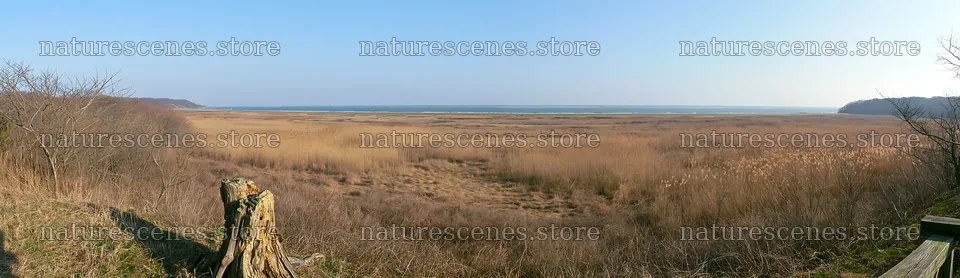Fukushima native meadow with weathered stump – nature scenes 14762x4268
