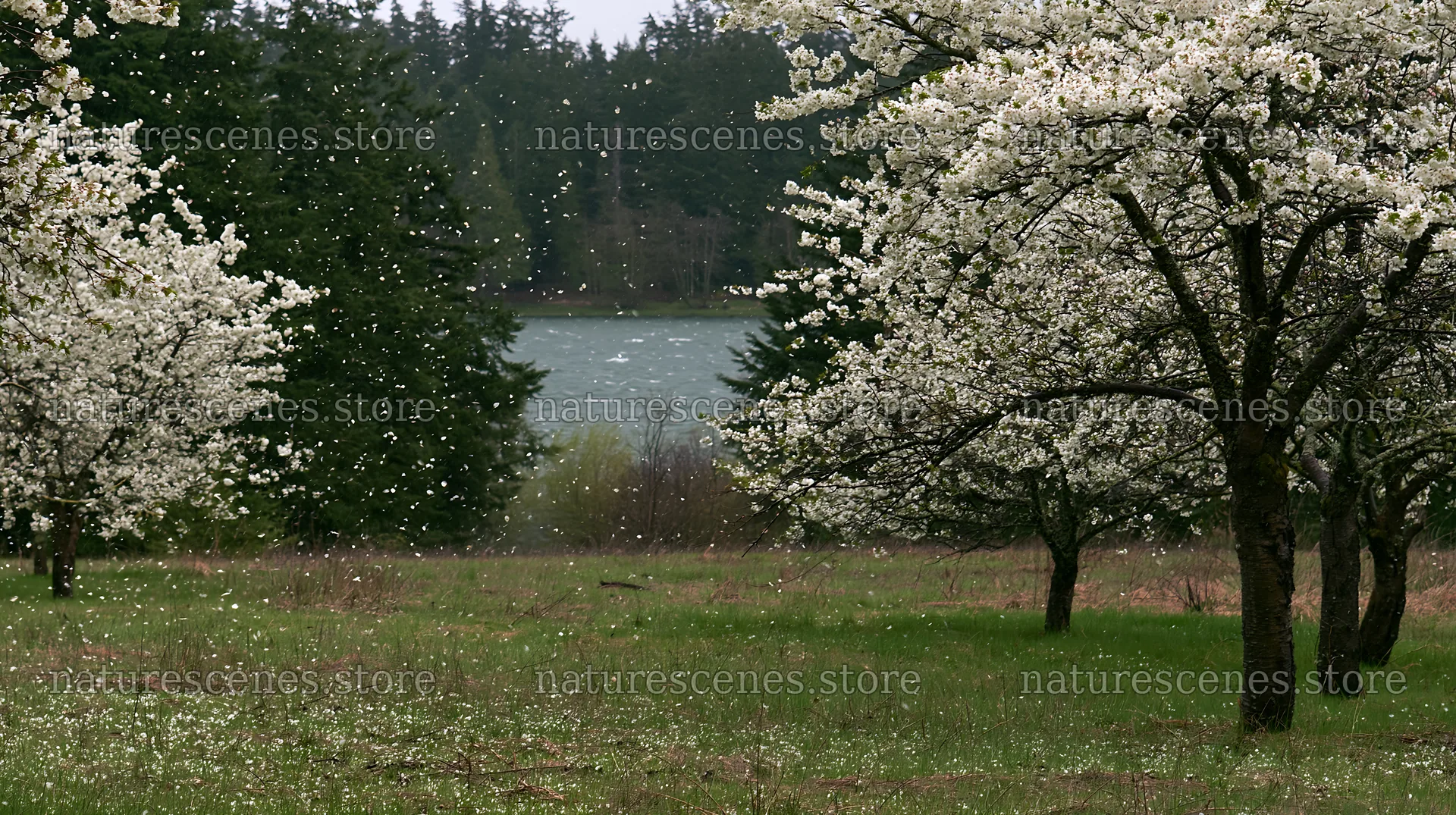 Lakeside orchard meadow with blooming trees and floating petals – nature scenes 10608x5938