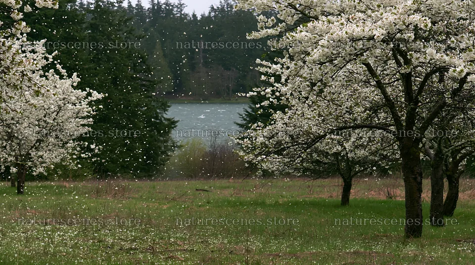 Lakeside orchard meadow with blooming trees and floating petals – nature scenes 10608x5938