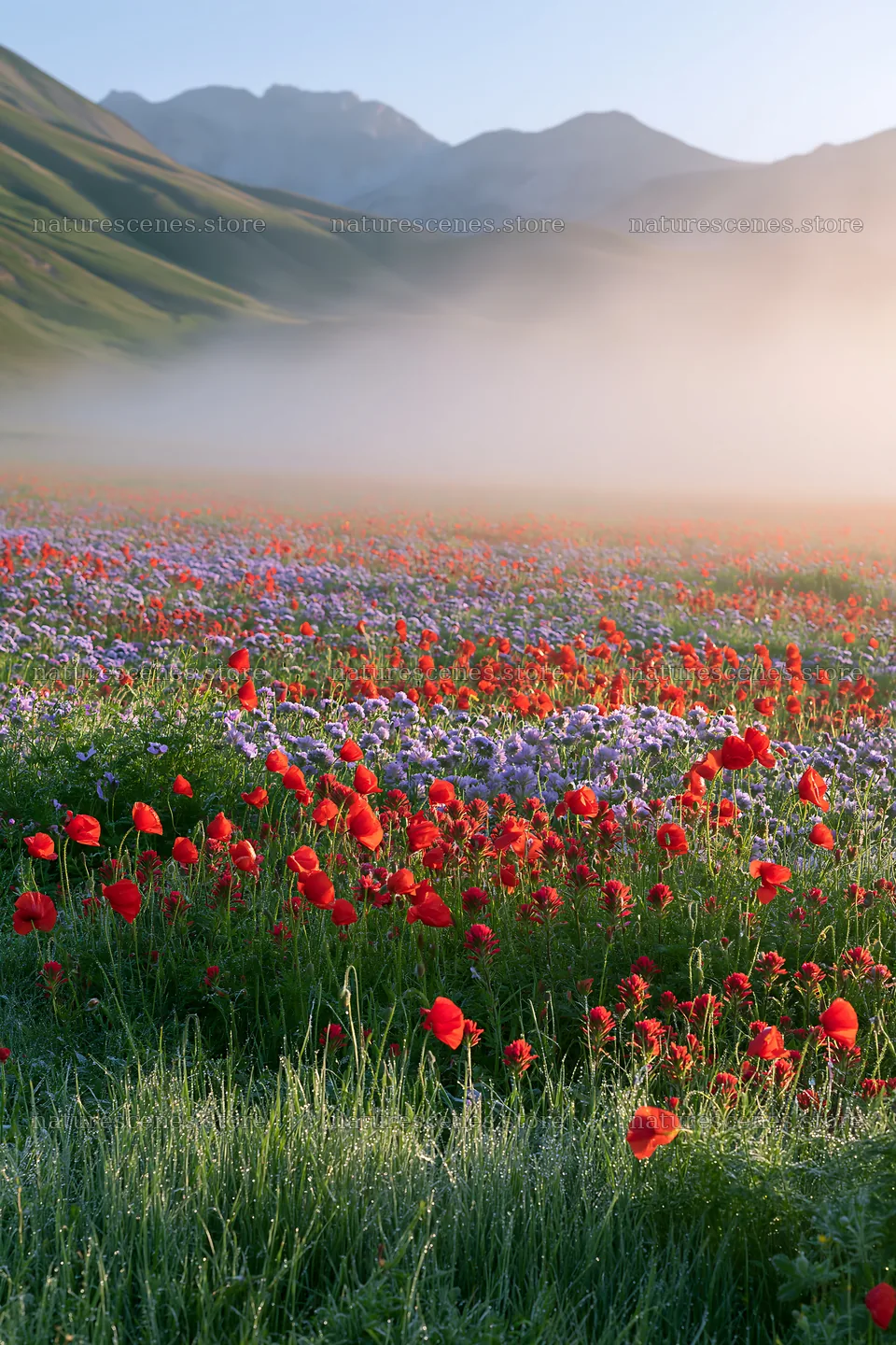 Colorful poppy meadow with red flowers and misty hills – nature scenes 6480x9722