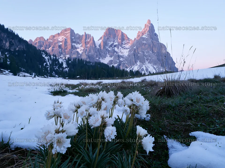 Snowbound meadow with flowers and mountains at dusk – nature scenes 9174x6866