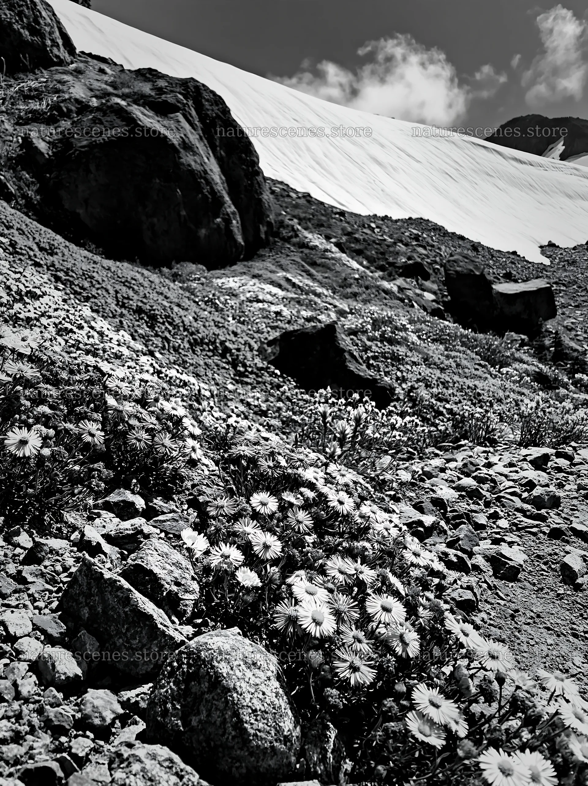 Colorful aster meadow near rocky terrain and snow-capped peak – nature scenes 6866x9174