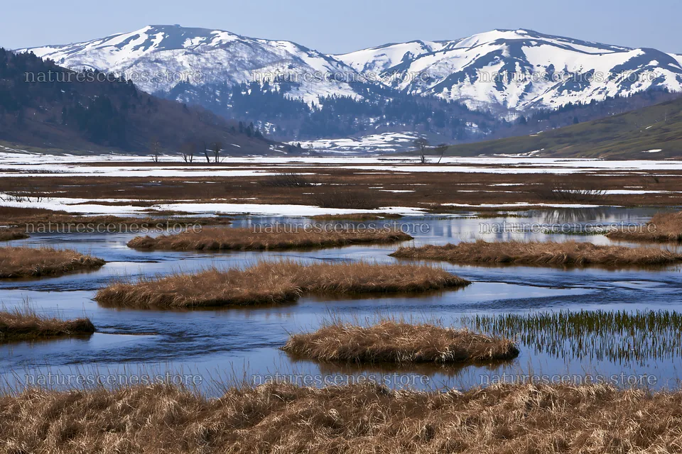 Akita snowmelt meadow with silver grasses in spring sunlight – nature scenes 9722x6480