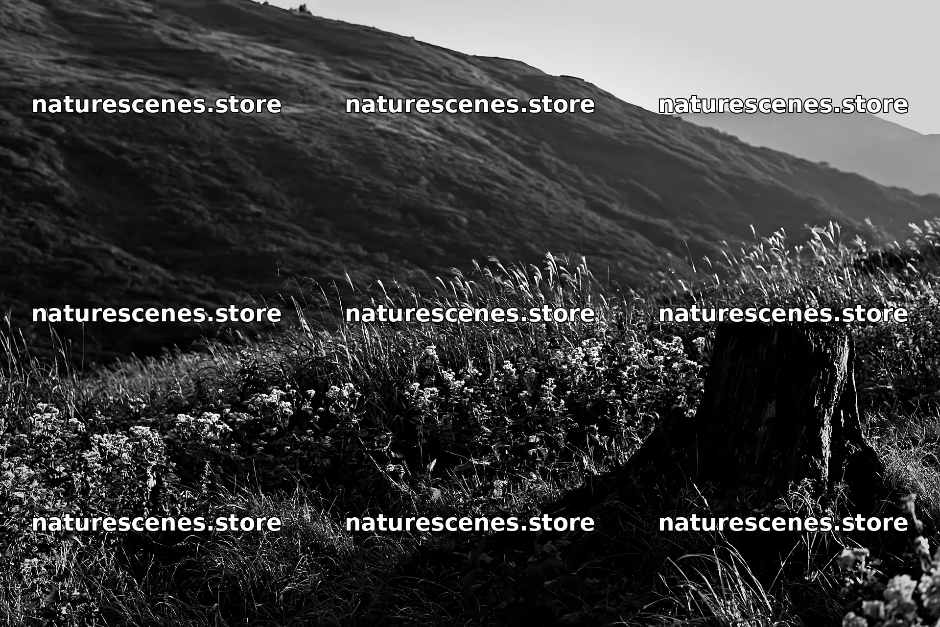 Fukushima native meadow with weathered stump – nature scenes 9722x6480