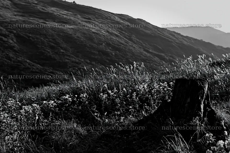 Fukushima native meadow with weathered stump – nature scenes 9722x6480