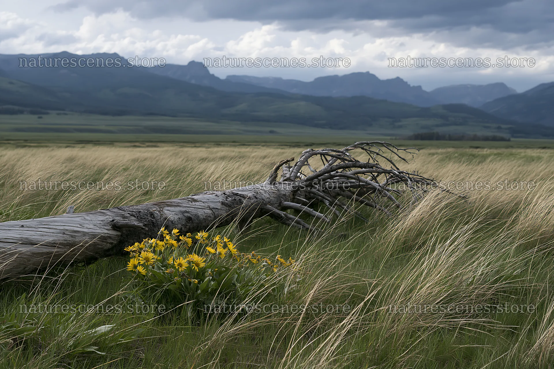 Weathered log in a meadow near mountains during cloudy weather – nature scenes 9722x6480