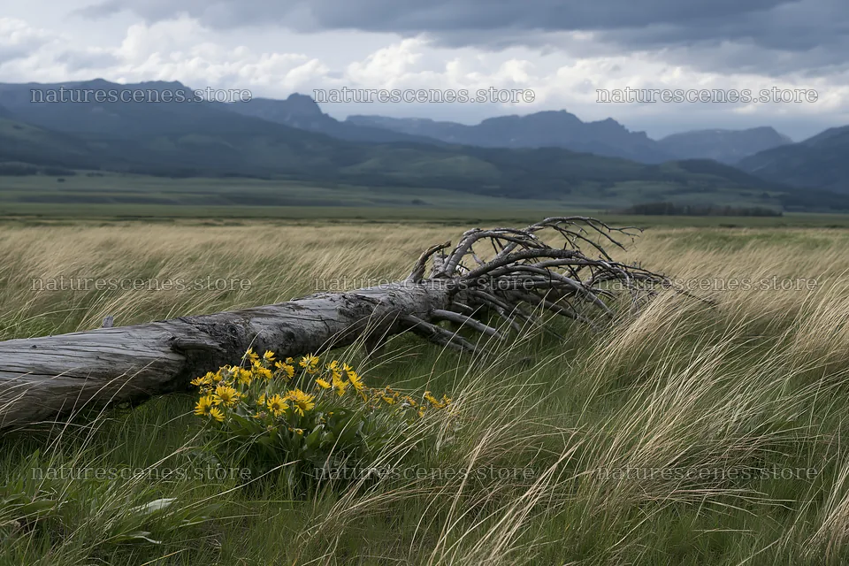 Weathered log in a meadow near mountains during cloudy weather – nature scenes 9722x6480