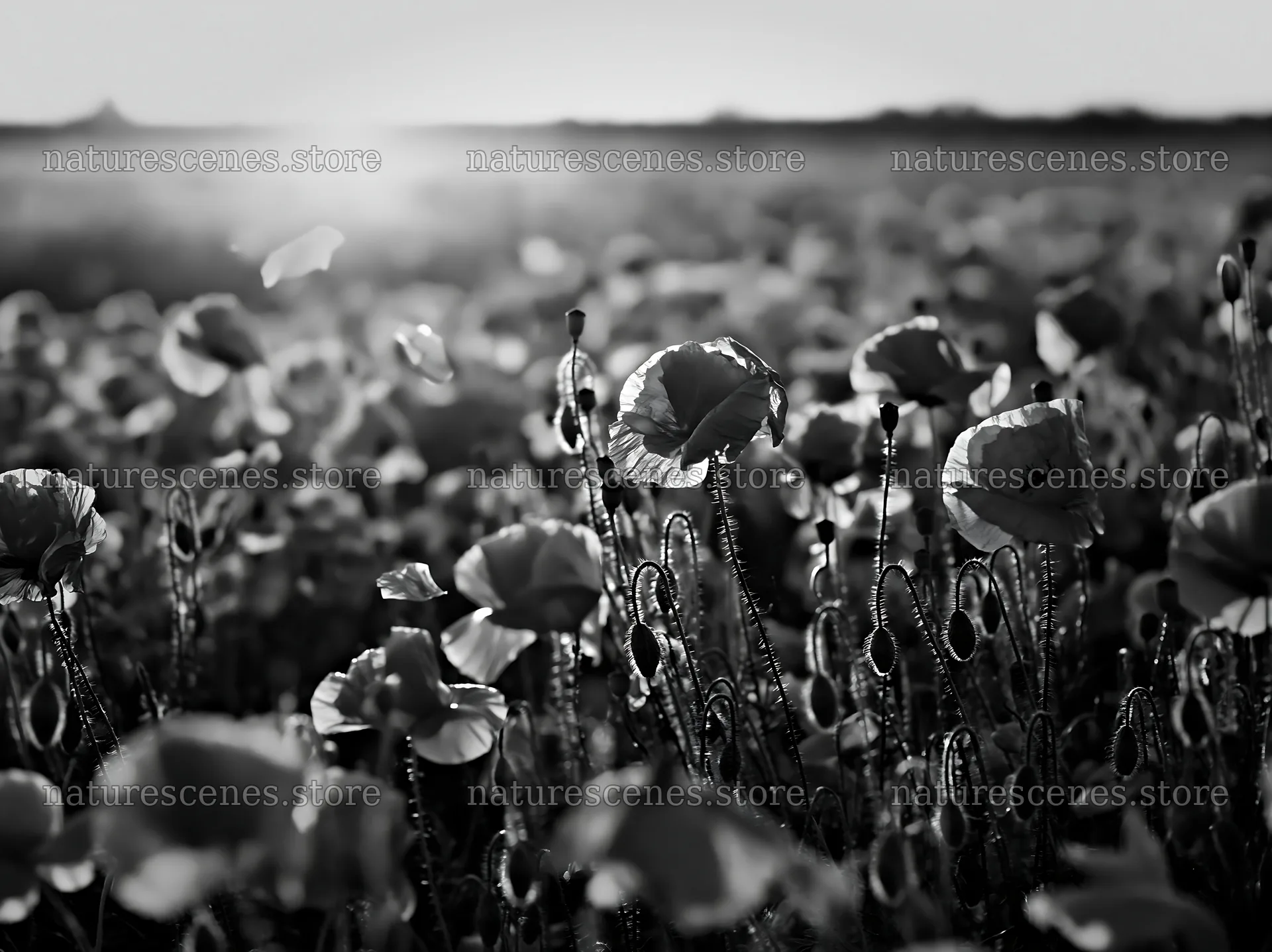 Colorful poppy meadow at sunset – nature scenes 9174x6866