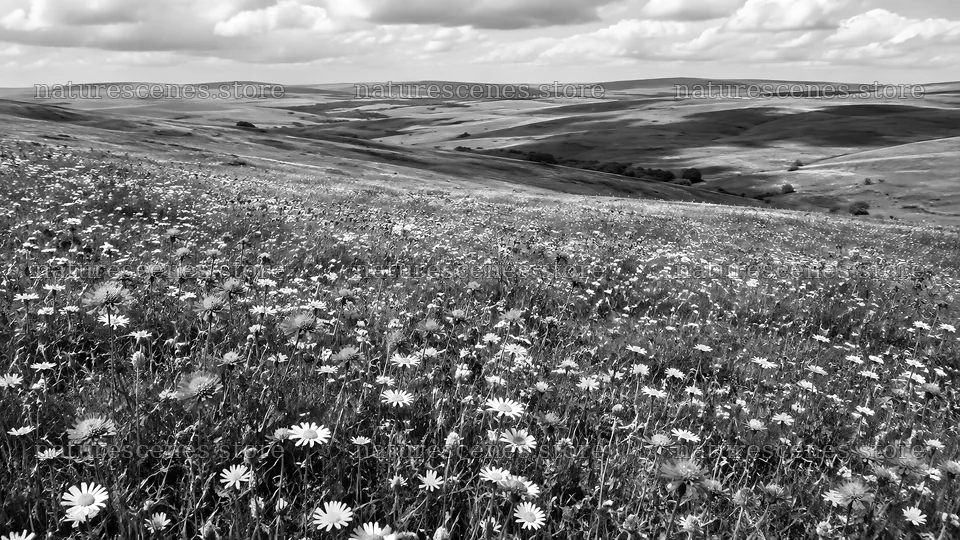 Wildflower Meadow Across Rolling Hills – nature scenes 10324x5812
