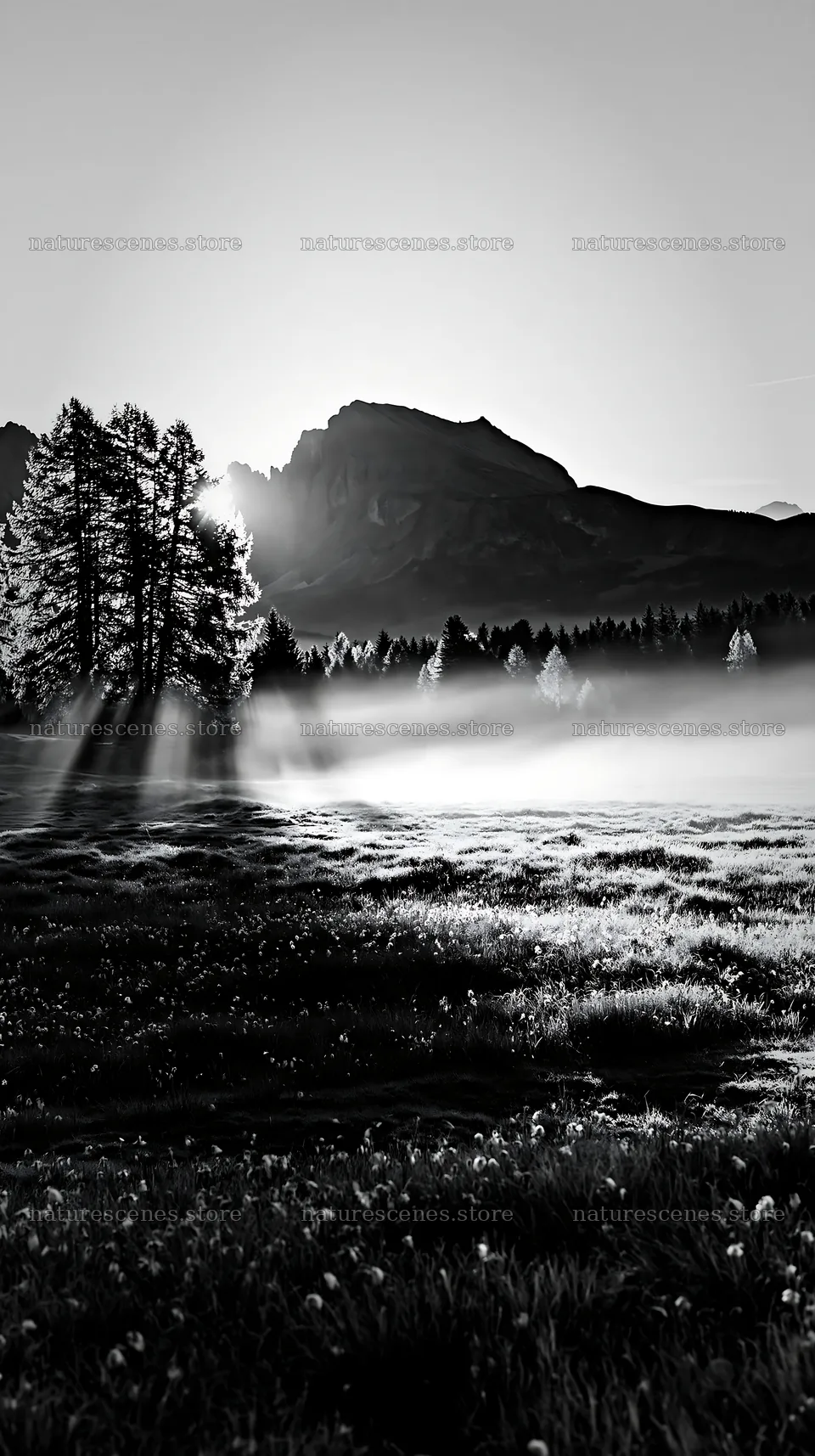 Alpe di Siusi meadow with sunbeams and trees at dawn – nature scenes 5938x10608