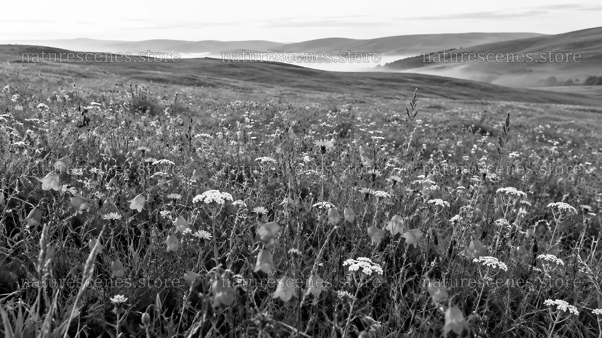 Black-and-white wildflowers across rolling hills – nature scenes 10324x5812