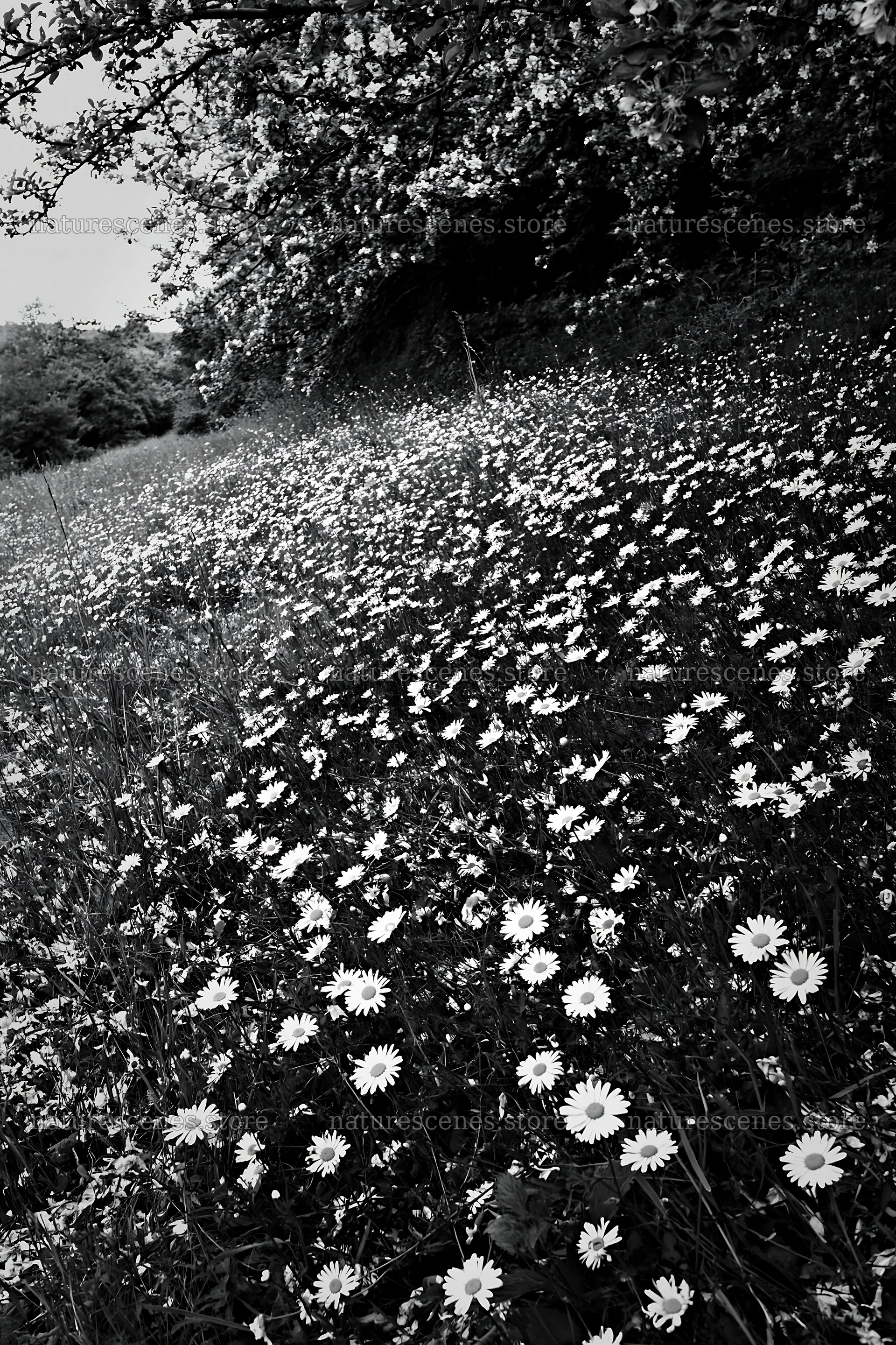 Daisy apple meadow with blooming flowers in black and white – nature scenes 6480x9722