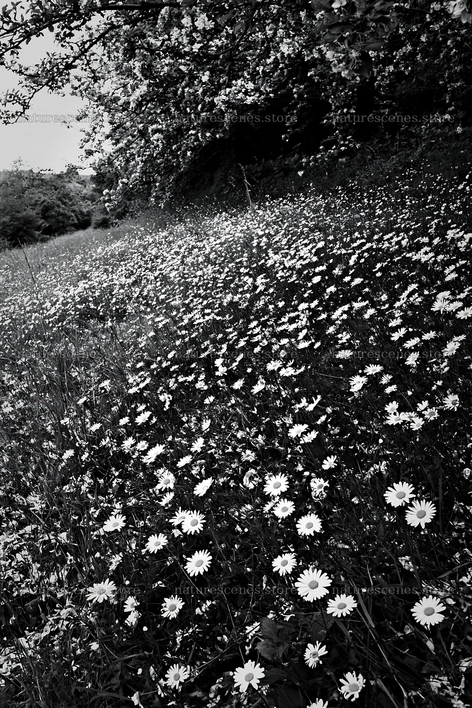 Daisy apple meadow with blooming flowers in black and white – nature scenes 6480x9722