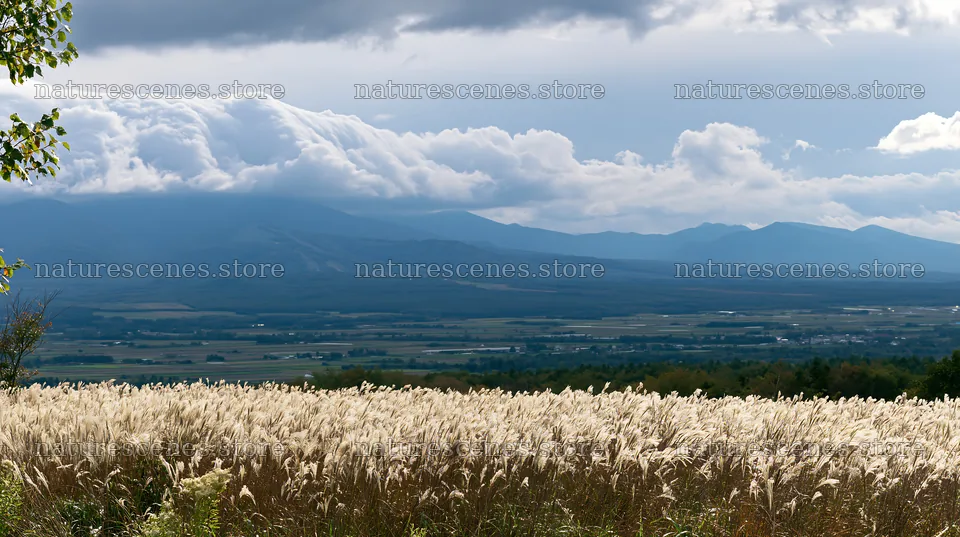 Hokkaido silver grass meadow with mountain backdrop – nature scenes 10608x5938
