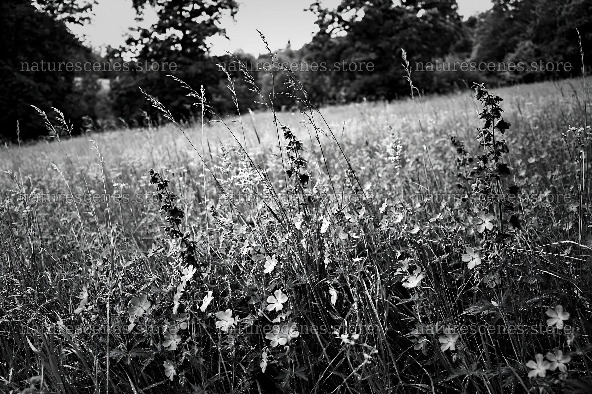 Tall grass meadow with wildflowers in black and white – nature scenes 9722x6480
