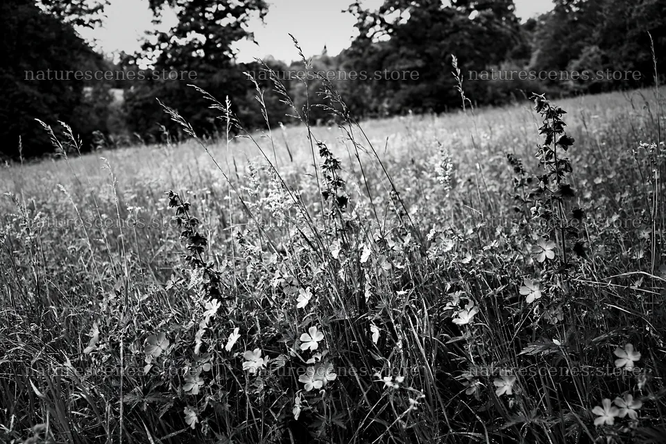 Tall grass meadow with wildflowers in black and white – nature scenes 9722x6480