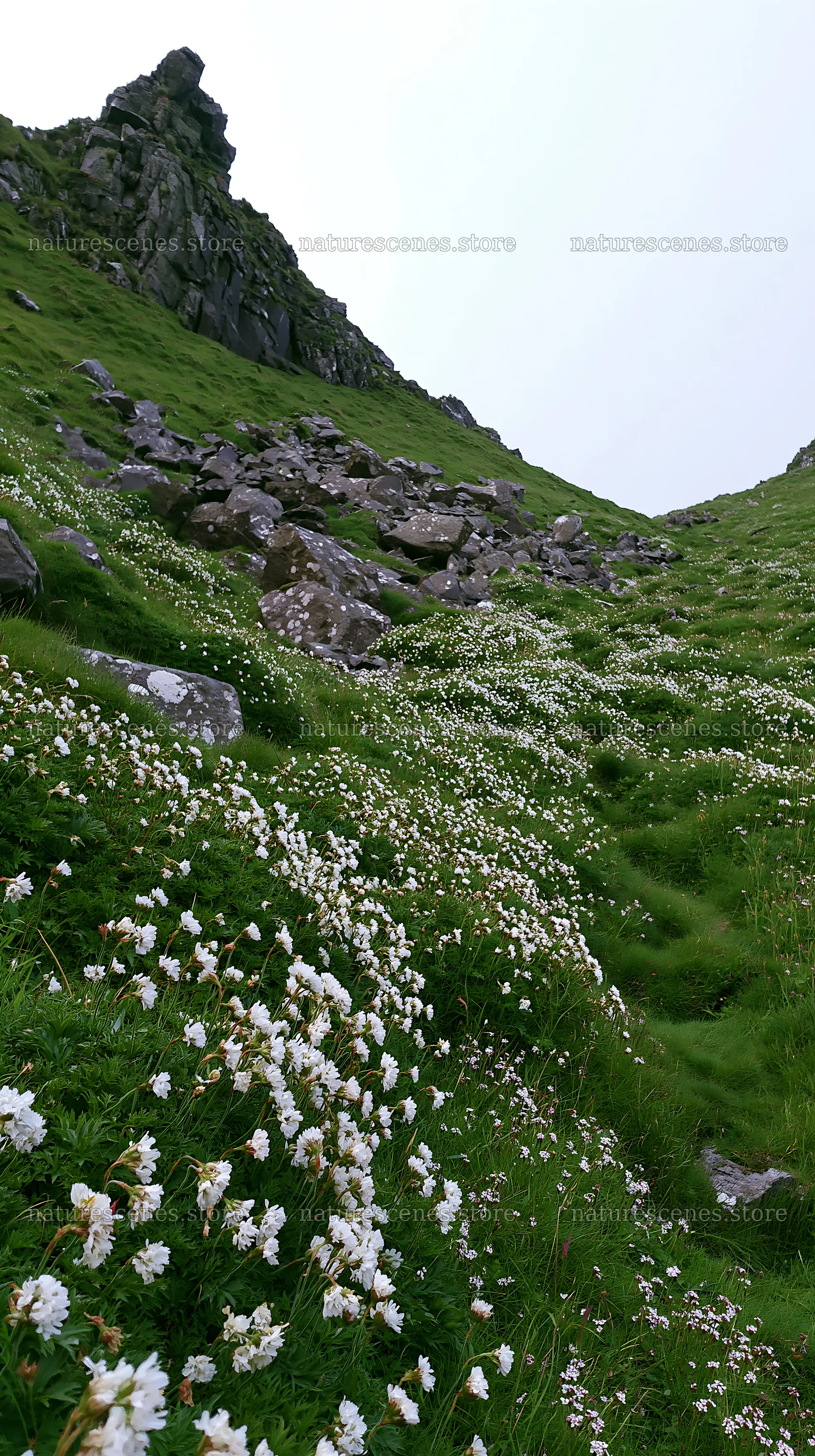 Coastal meadow with white flowers and rocky hillside – nature scenes 5938x10608
