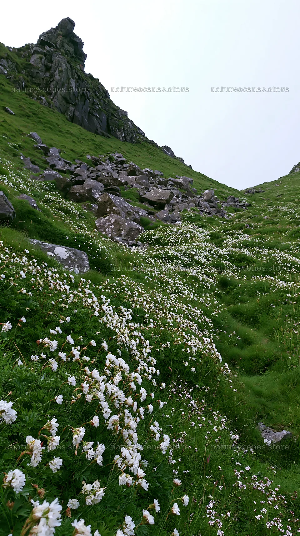 Coastal meadow with white flowers and rocky hillside – nature scenes 5938x10608