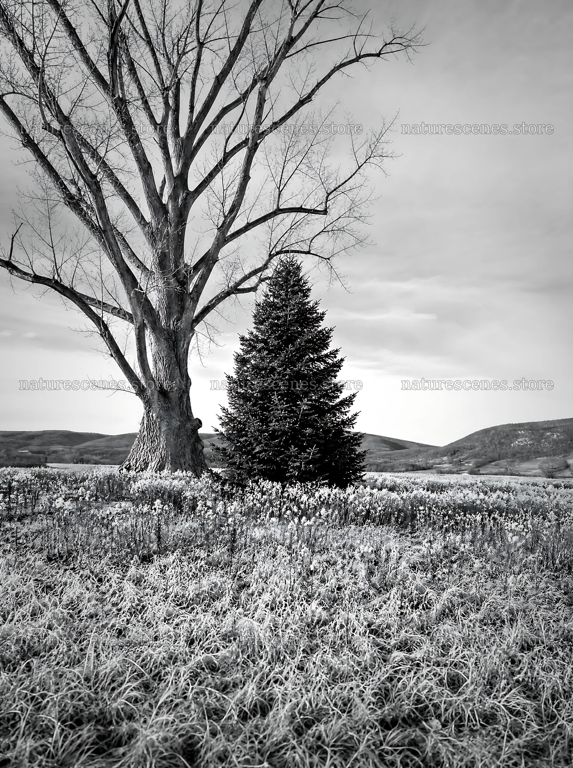 Vibrant Christmas tree stands in winter meadow with bare tree – nature scenes 6858x9186