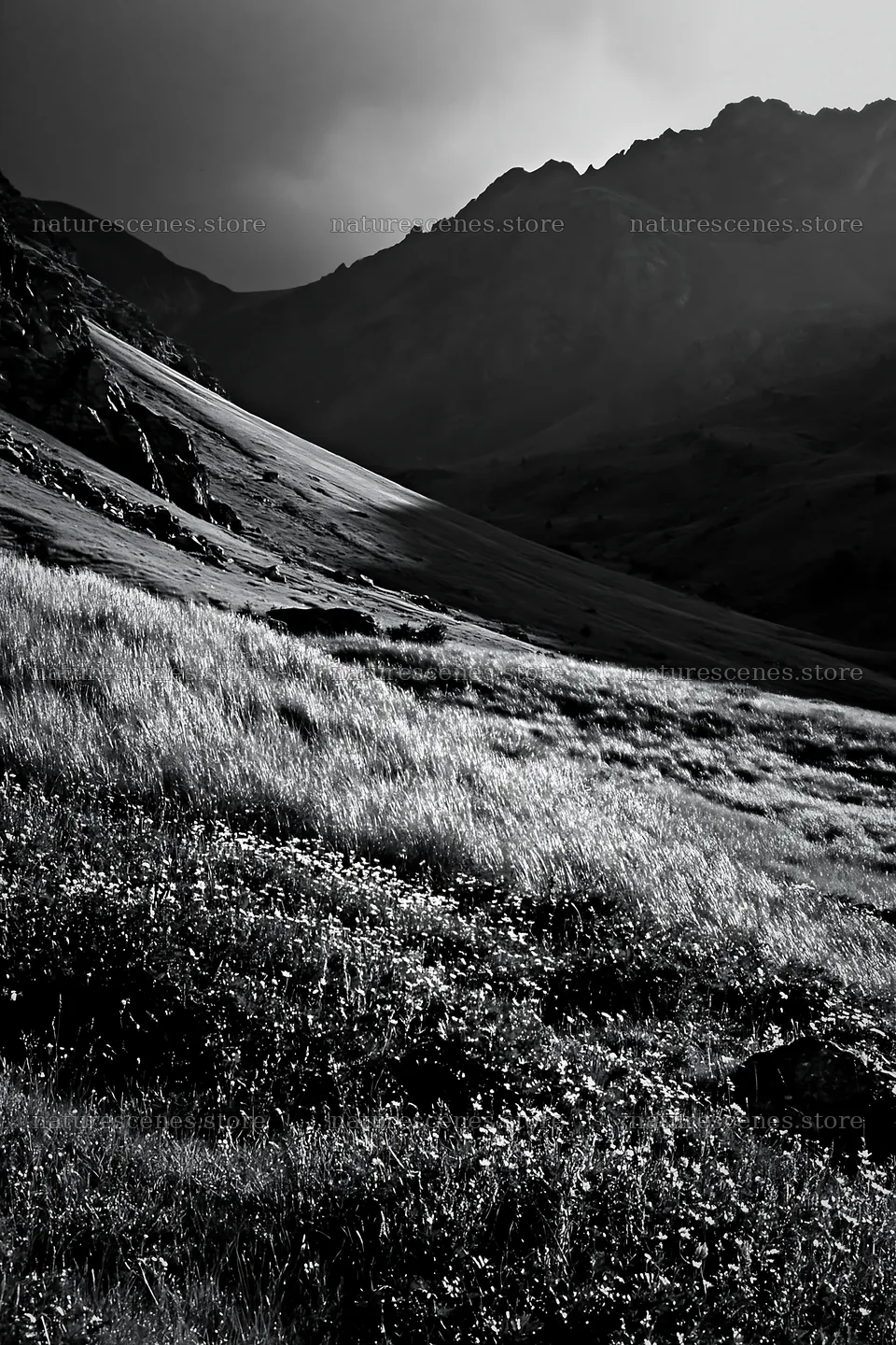 French meadow below Pyrenees mountains in black and white – nature scenes 6480x9722