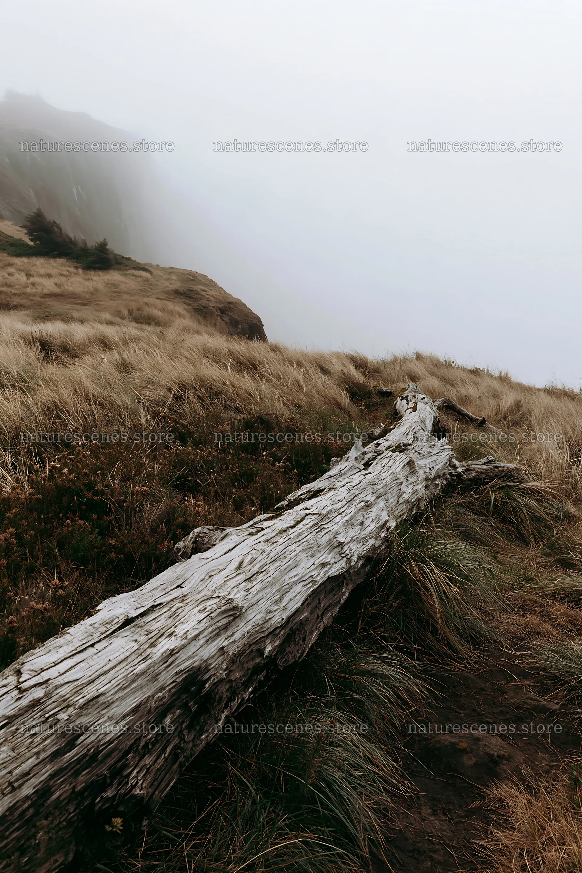 Weathered log on a foggy meadow with tall grass – nature scenes 6480x9722