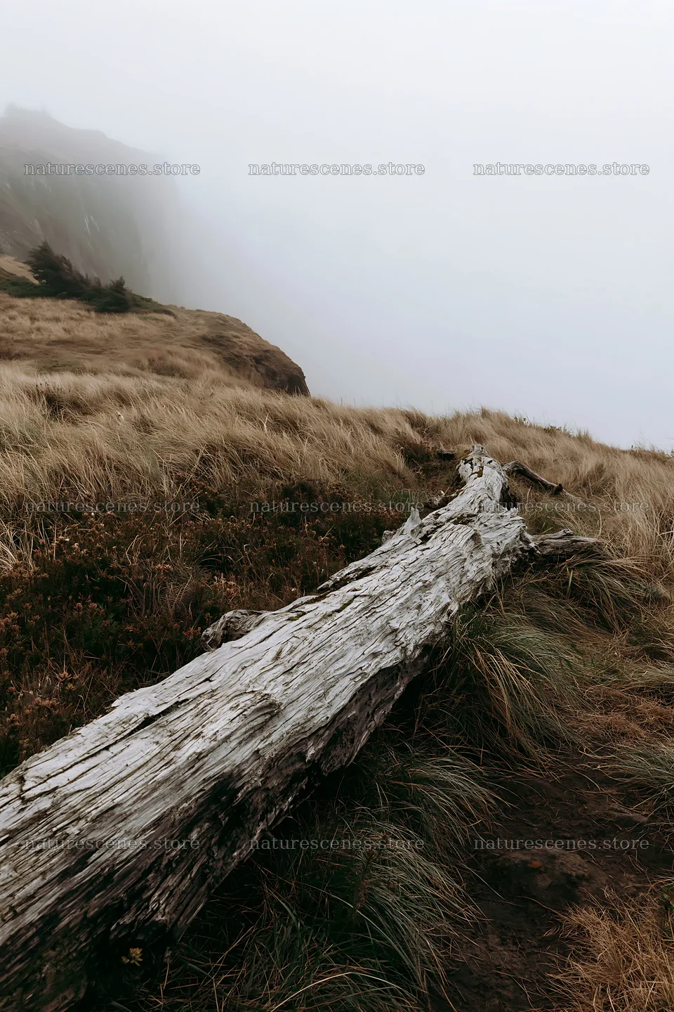 Weathered log on a foggy meadow with tall grass – nature scenes 6480x9722