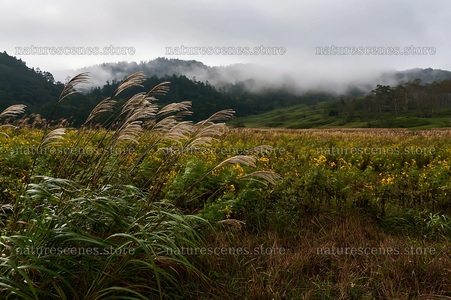 Iwate rain refreshed meadow seedhead foreground – nature scenes 9722x6480
