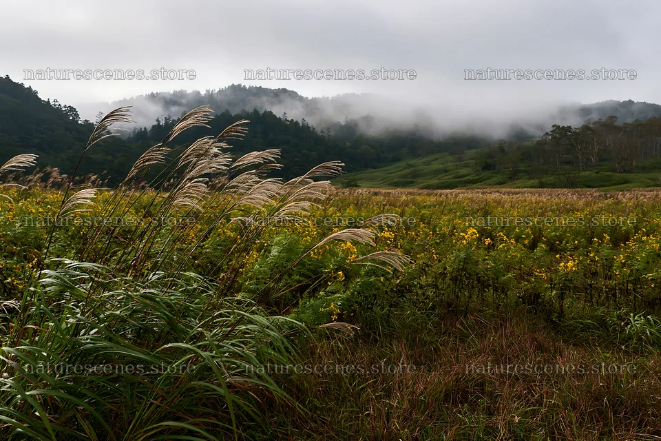 Iwate rain refreshed meadow seedhead foreground – nature scenes 9722x6480