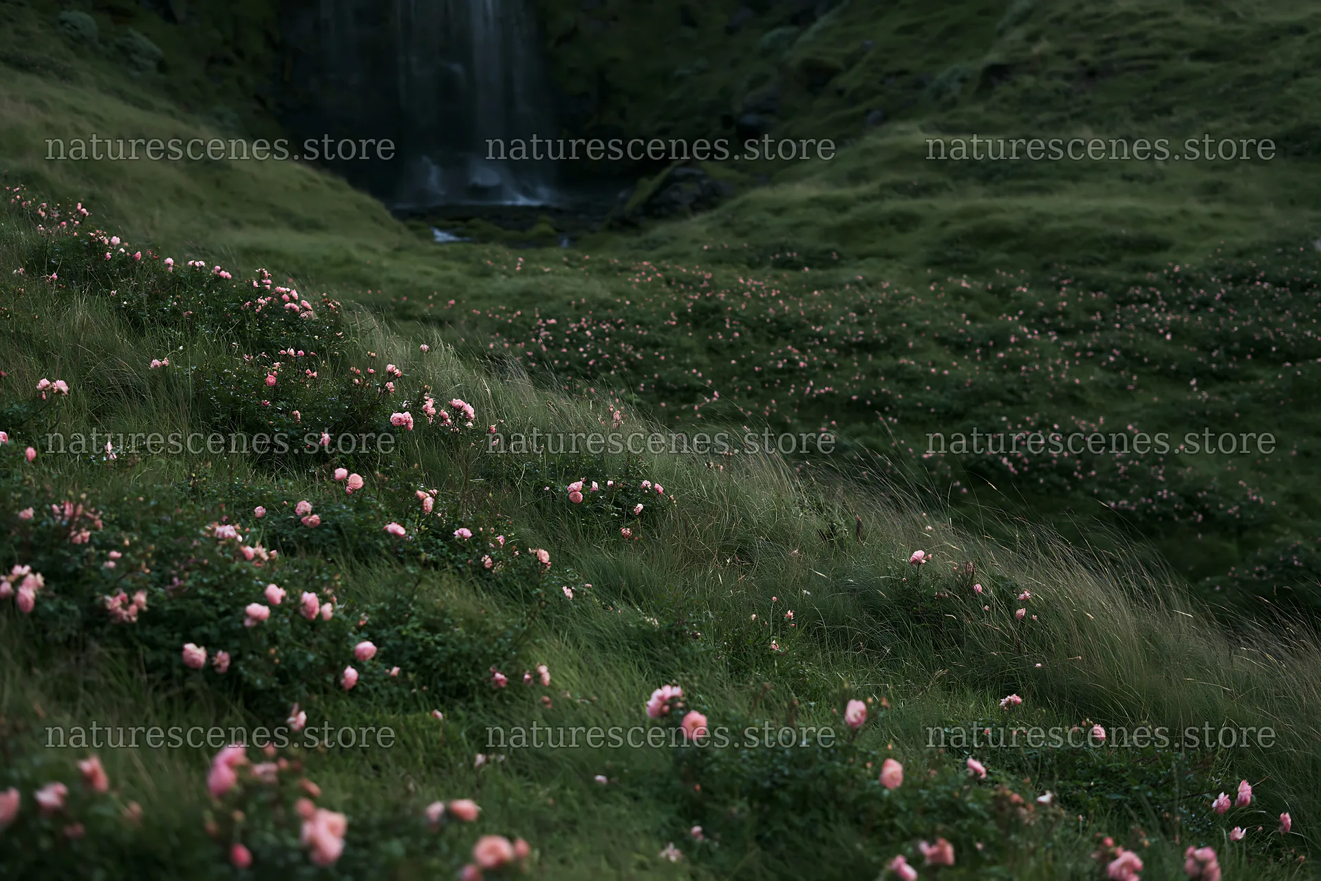 Meadow of roses beside a hidden waterfall – nature scenes 9722x6480