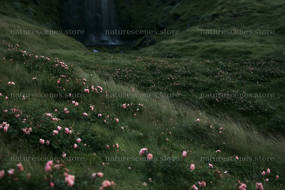 Meadow of roses beside a hidden waterfall – nature scenes 9722x6480
