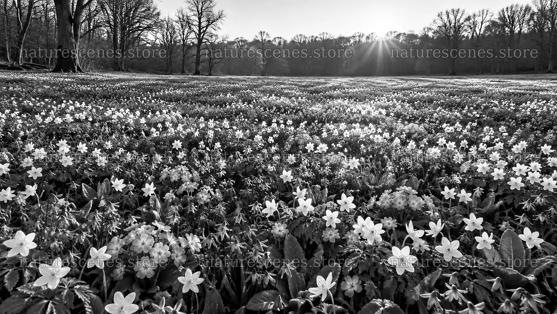 Monochrome Forest Clearing with Rim-Lit Wildflowers – nature scenes 10324x5812