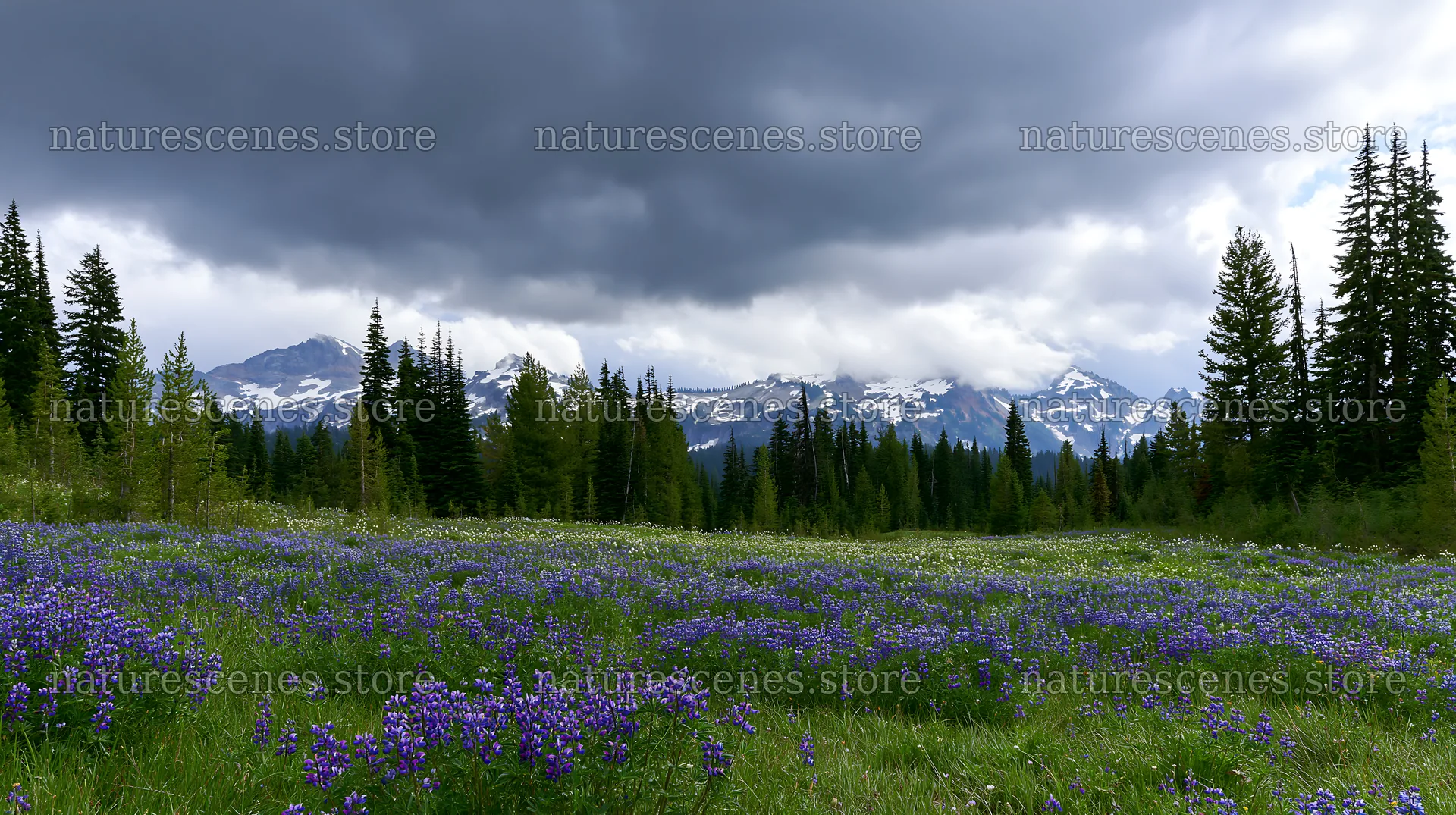 Rainwashed meadow with flowers and mountains in the background – nature scenes 10608x5938