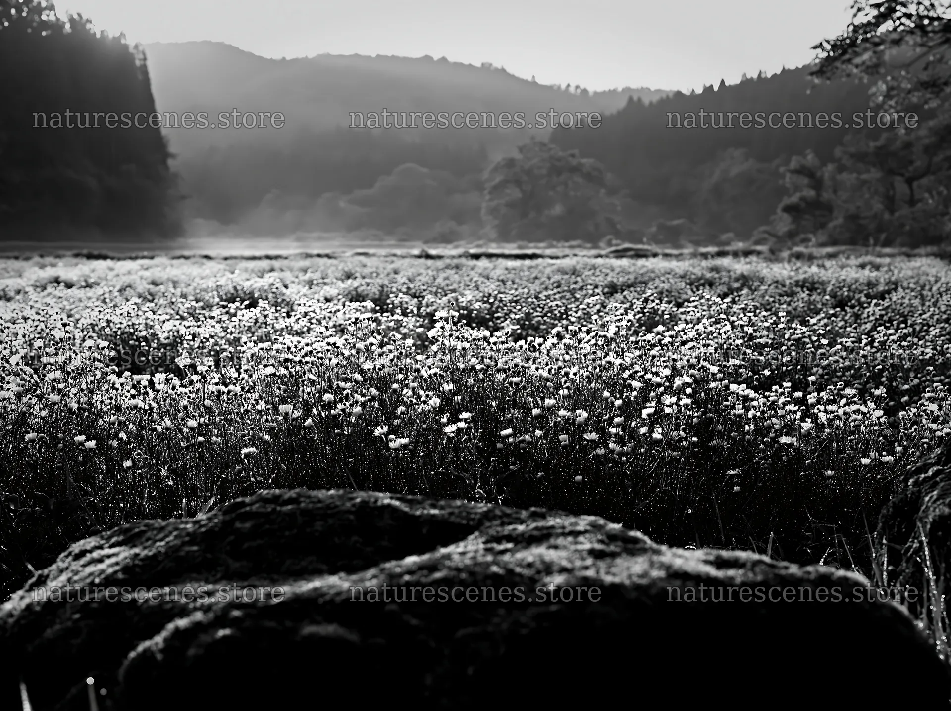 Kyoto spring wildflower meadow with stone foreground – nature scenes 9174x6866
