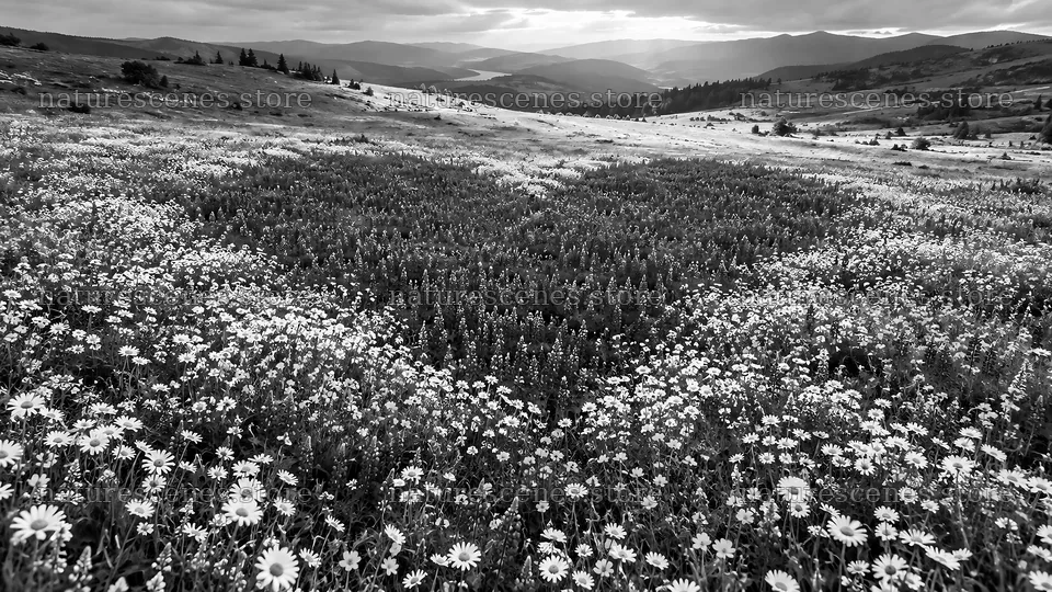 Heart-Shaped Flower Meadow in a Mountain Valley – nature scenes 10324x5812
