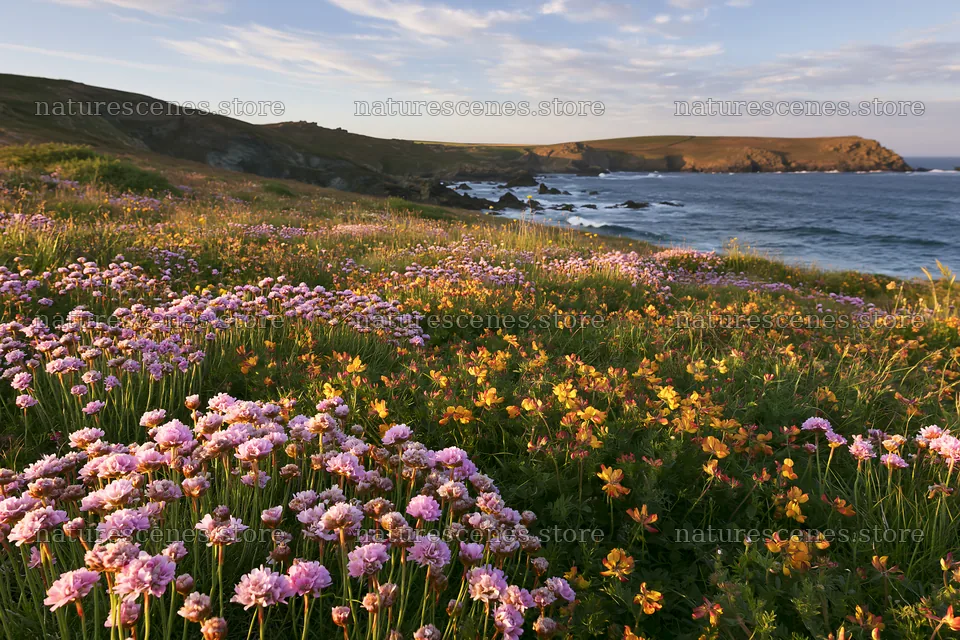 Clifftop meadow with wildflowers near the ocean shore – nature scenes 9722x6480