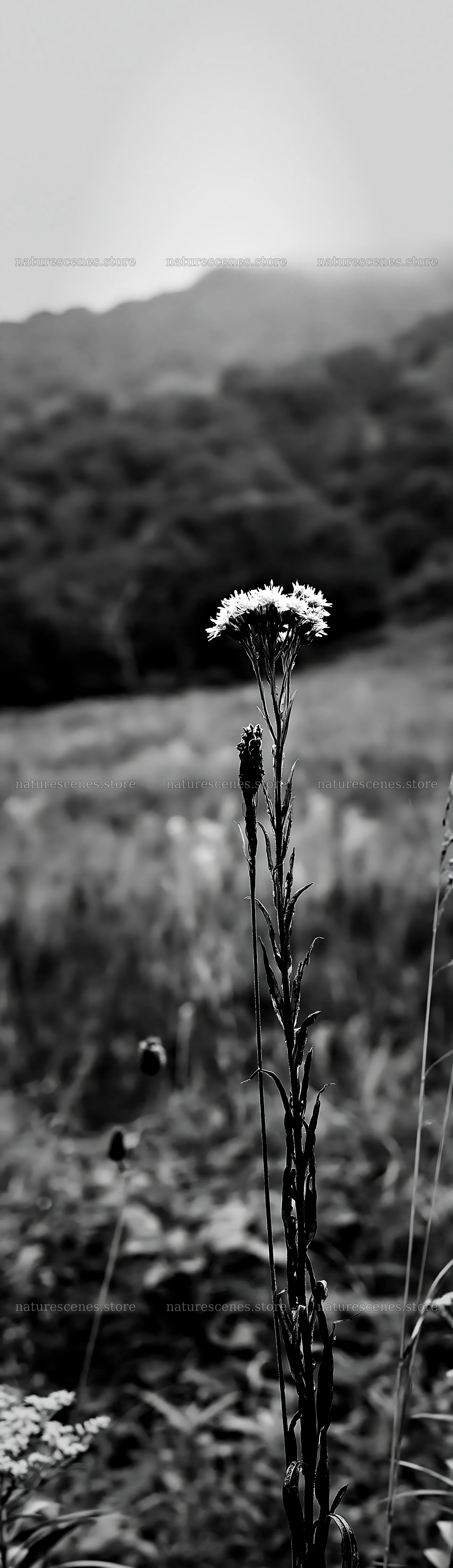Iwate rain refreshed meadow seedhead foreground – nature scenes 4268x14762