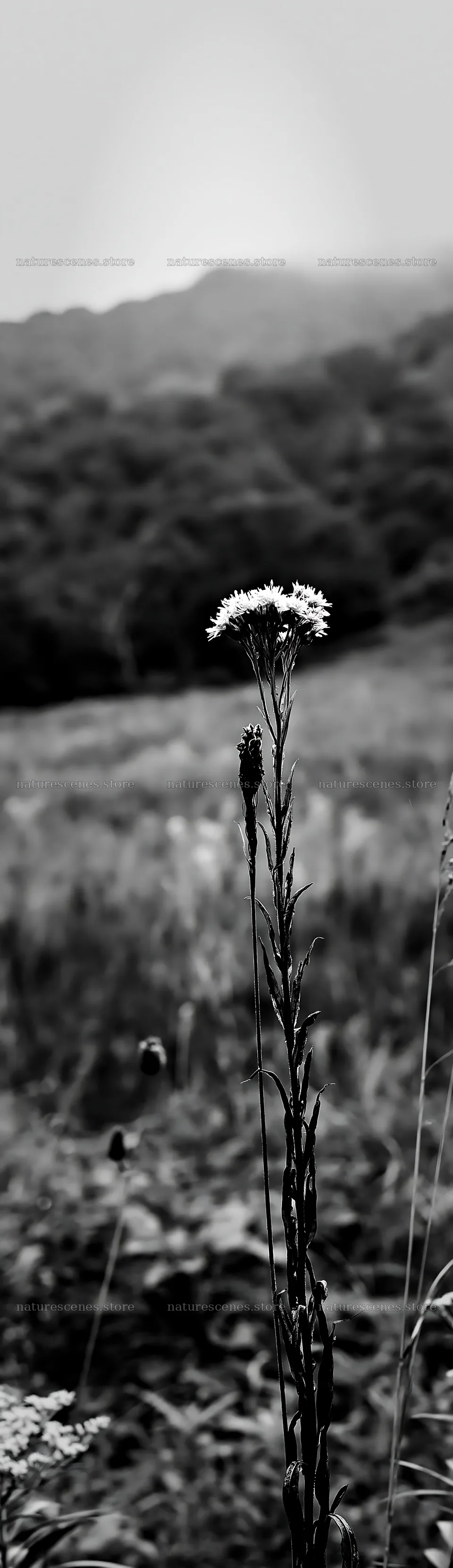 Iwate rain refreshed meadow seedhead foreground – nature scenes 4268x14762
