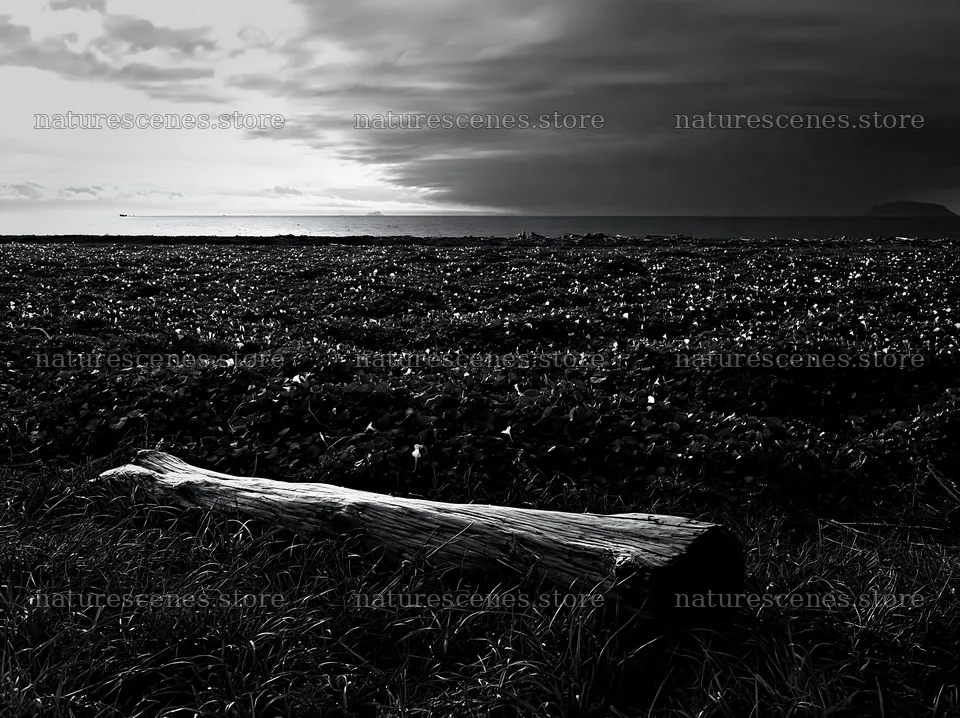 Chiba coastal meadow with driftwood and cloudy sky – nature scenes 9174x6866